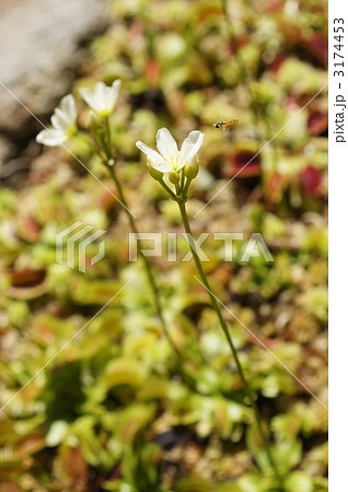 ハエトリグサの花の写真素材