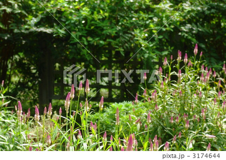 8月　ケイトウ・ヒユ科47シャロン 3174644