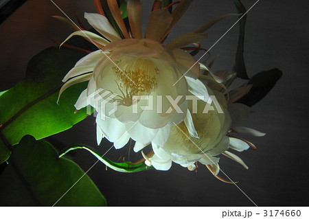 8月 ゲッカビジン・サボテン科21 8月 ゲッカビジン・サボテン科21 3174660