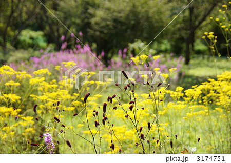 8月　ワレモコウ・バラ科15 3174751