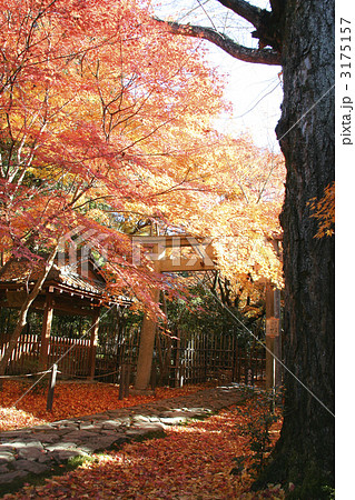 赤く染まる蓮華寺 3175157