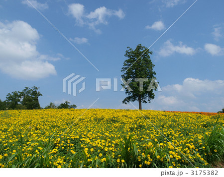 とっとり花回廊・満開のルドベキア とっとり花回廊・満開のルドベキア 3175382