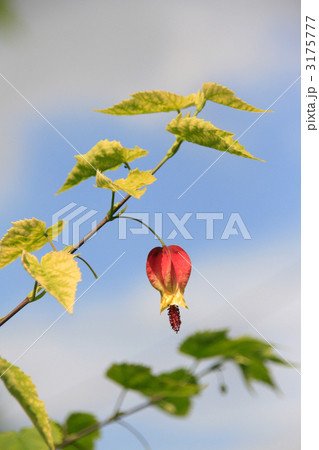 青空にむかうチロリアンランプ 青空にむかうチロリアンランプ 3175777
