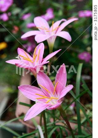 咲きたてのゼフィランサス 咲きたてのゼフィランサス 3175805