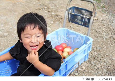 トマトと男の子 3175834