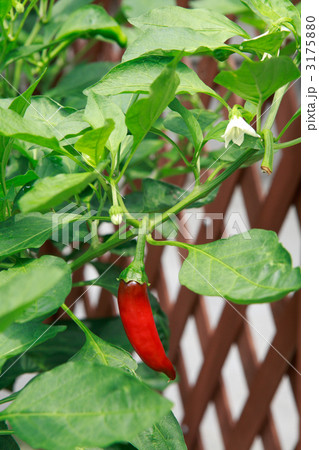 花と実をつける唐辛子 花と実をつける唐辛子 3175880