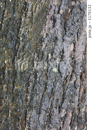 しなのき 3176132