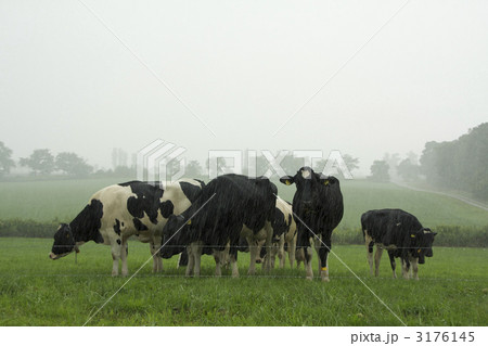 雨のホルスタイン 3176145