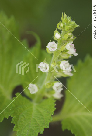 しその花 3176146