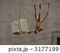 3177199