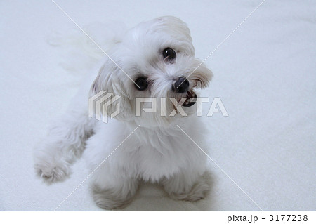 首をかしげる犬（左） 3177238