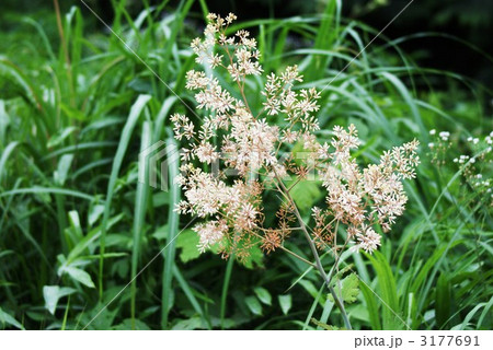 夏の野草タケニグサの花横位置 3177691
