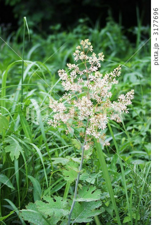 夏の野草タケニグサの花縦位置 夏の野草タケニグサの花縦位置 3177696