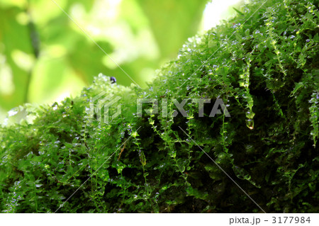 森の生命 森の生命 3177984