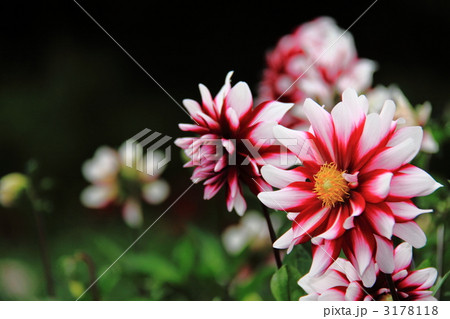 塙　ダリア園 3178118