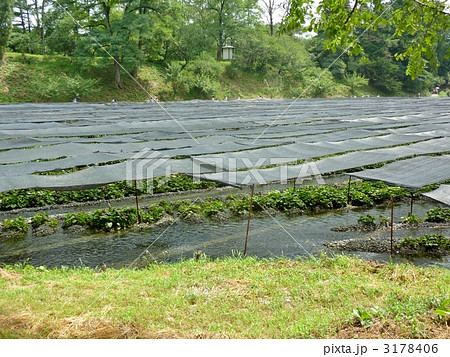 安曇野のわさび園 3178406