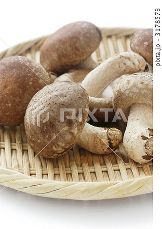 椎茸 椎茸 3178573