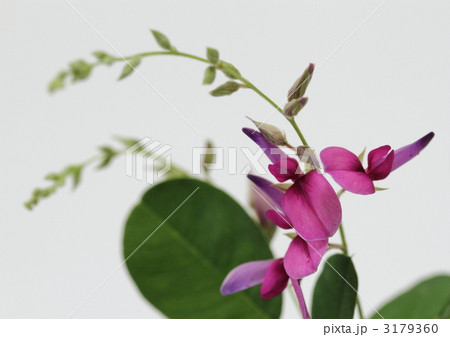 赤紫の萩の花 赤紫の萩の花 3179360