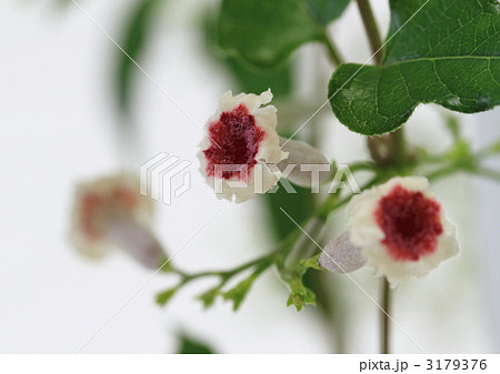 ヘクソカズラの小さな花 ヘクソカズラの小さな花 3179376