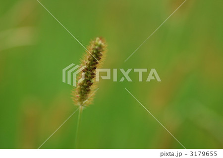 ボケ味にうかぶ猫じゃらし 3179655