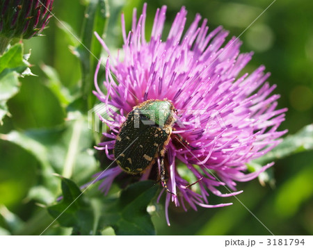 ハナムグリ ハナムグリ 3181794