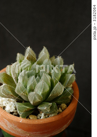 ハオルチア 3182064