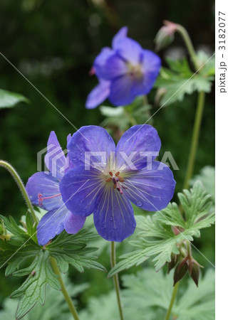 ゲラニウム 3182077
