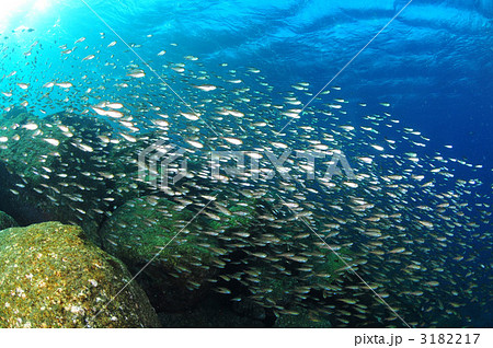 クロホシイシモチ 3182217