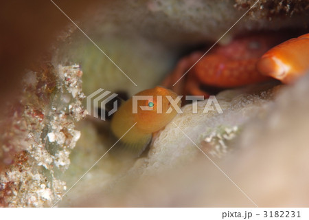 カサイダルマハゼ 3182231