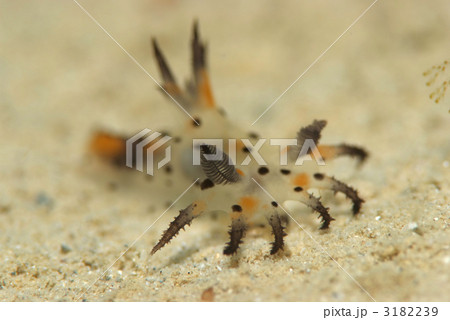 コソデウミウシ コソデウミウシ 3182239