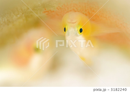 ナカモトイロワケハゼ ナカモトイロワケハゼ 3182240