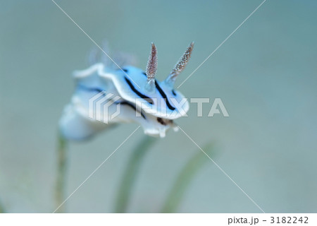 ミゾレウミウシ 3182242
