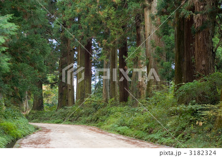 日光の杉並木 3182324