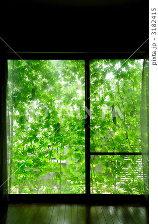 緑のカーテン　ゴーヤ　真夏　遮光　省エネ　ガーデニング　清涼感　さわやか　つる　植物 3182415