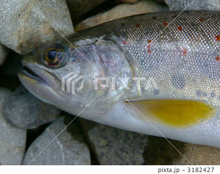 魚券を買って渓流魚釣り 魚券を買って渓流魚釣り 3182427