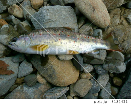 魚券を買って渓流魚釣り 魚券を買って渓流魚釣り 3182431