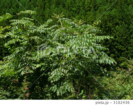 夏のタラの木 3182436