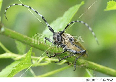 クワカミキリ 3182452