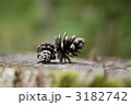切り株と松ぼっくり 3182742