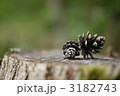 切り株と松ぼっくり 3182743