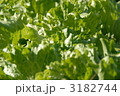 シャッキリレタス 3182744