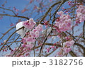 桜の雪化粧 3182756