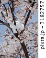 凍える桜 3182757