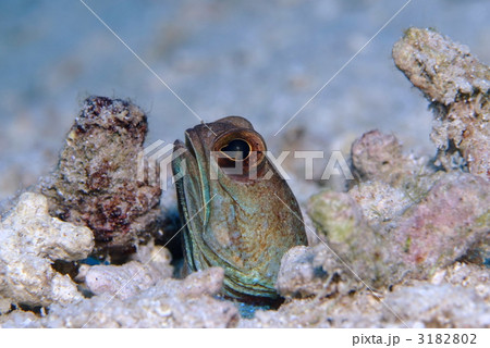 アゴアマダイ アゴアマダイ 3182802