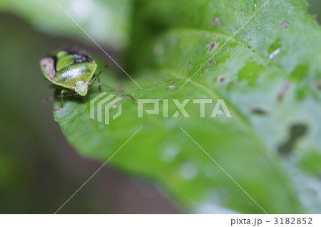 チャバネアオカメムシ1 チャバネアオカメムシ1 3182852