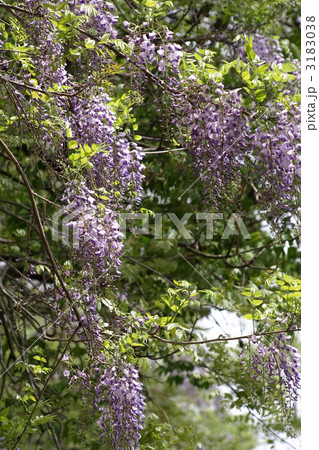 山藤 山藤 3183038