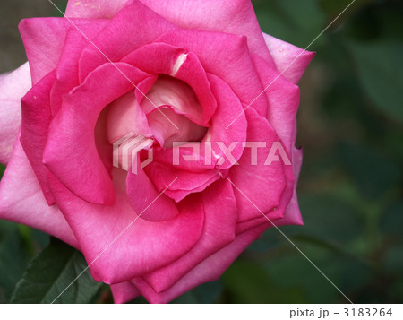 アンジェ・ロゼ 3183264