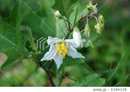 わるなすび 悪なすび 花の写真素材