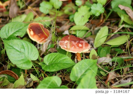 乳茸のようです。 乳茸のようです。 3184167