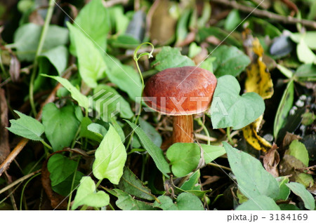 乳茸のようです。 3184169